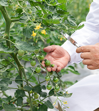 江門綠勁植物營養液